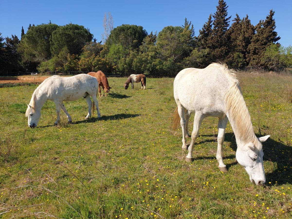 Chambres D'Hotes Dans Propriete Rurale Béziers Exterior foto